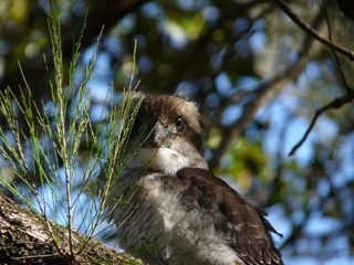 Kookaburra